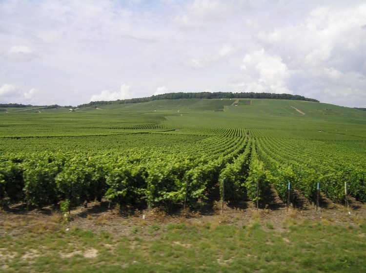 vinice v okolí Epernay