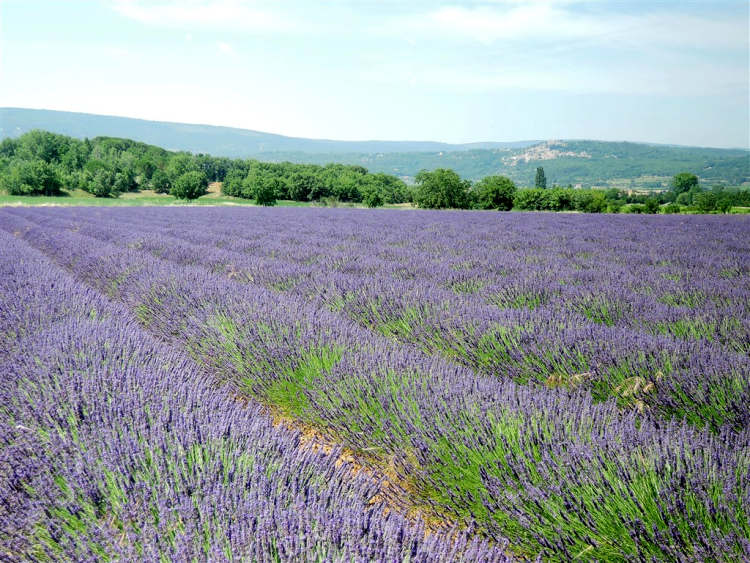 Provence 076a - levandule